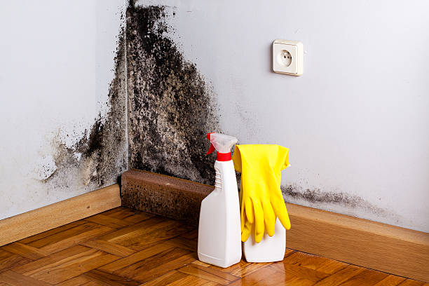 Water damage restoration mold remediation